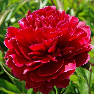 Paeonia RED SARAH BERNHARDT - pivoňka