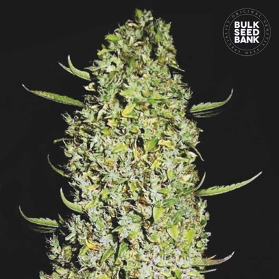Bulk Seed Bank The Unlimited semienka neobsahujú THC 100 ks