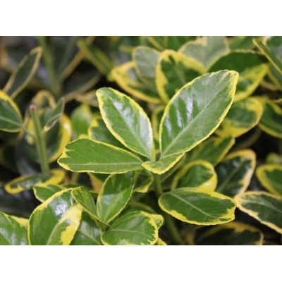 Brslen japonský, Euonymus japonicus Marieke, velikost kontejneru 3 l