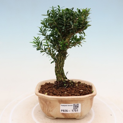 e-bonsai Pokojová bonsai - Buxus harlandii -korkový buxus