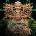 Codex VI - Shpongle LP