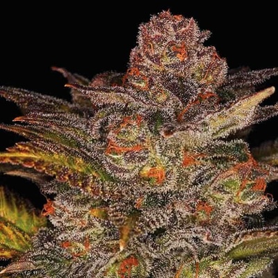 Expert Seeds Blueberry Glue AUTO semena neobsahují THC 10 ks