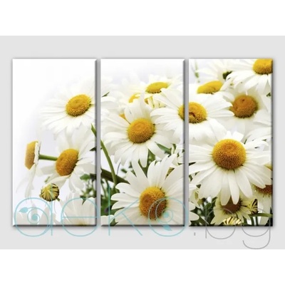 Маргаритки - 3 части (30098)