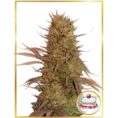 Mr. Hide Seeds Auto Cream Mass semienka neobsahujú THC 100 ks