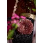Light & Living Декоративна възглавница Light & Living Berend O 40 cm (6856691)