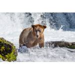 DIMEX ART Флизелинов фототапет мечка в бързеи 375 x 250 см