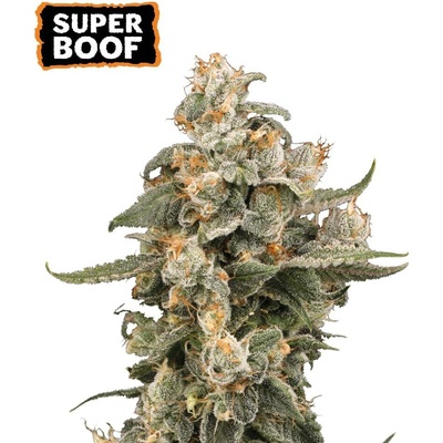 Seedstockers Super Boof AUTO semena neobsahují THC 3 ks