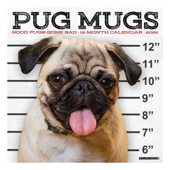 Willow Creek Press Pug Mugs 2026 12 X 12 Wall Calendar | Willow Creek Press