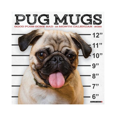 Willow Creek Press Pug Mugs 2026 12 X 12 Wall Calendar | Willow Creek Press