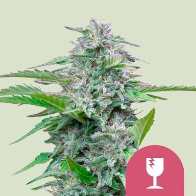 Royal Queen Seeds Critical semena neobsahují THC 25 ks