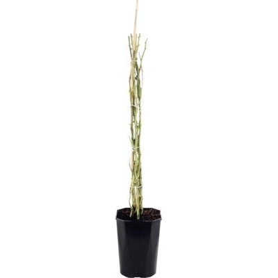 Ruža popínavá FloraSelf Rosa 'Bonita Renaissance' výška 100-120 cm kvetináč 5 l