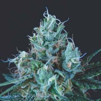 Pyramid Seeds Ice Cream semena neobsahují THC 3 ks