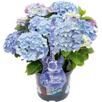 Music Collection® Blue Ballad Music Collection® Хортензия Мacrophylla