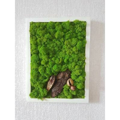 Mechový obraz v bílem rámu 40cm x 30cm