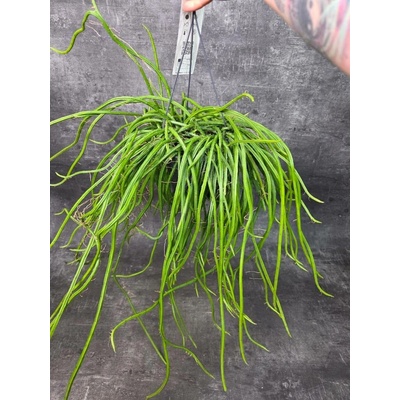 Rhipsalis Selenisereus závěs XXL (Velmi odolná převislá pokojovka do polostínu)