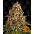 Barney's Farm Pink Kush semena neobsahují THC 5 ks