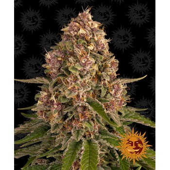 Barney's Farm Pink Kush semena neobsahují THC 5 ks