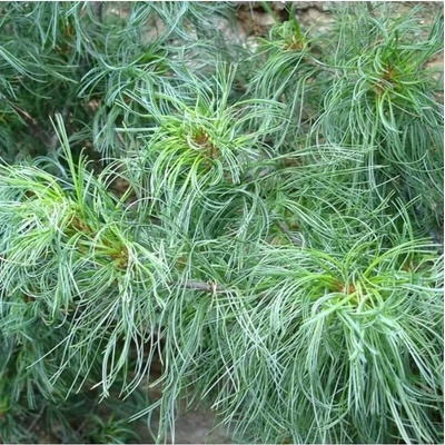 Pinus strobus 'Green Curls' C13L