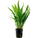 Microsorum pteropus