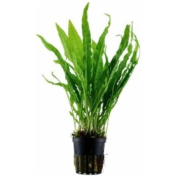 Microsorum pteropus