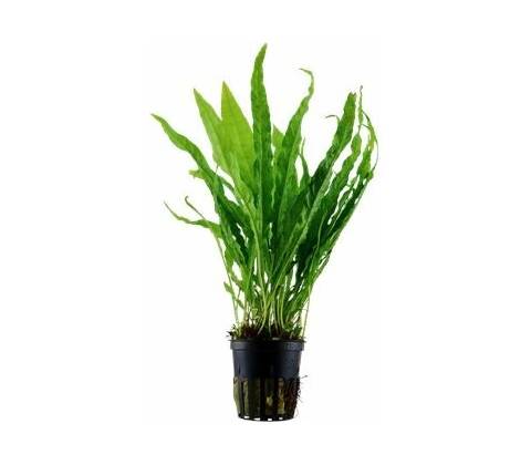 Microsorum pteropus