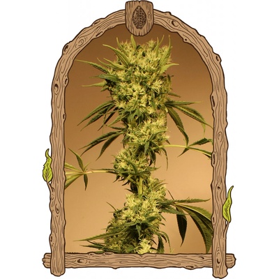 Exotic Seeds White Jewel regular semena neobsahují THC 5 ks