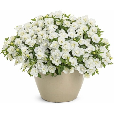 Minipetúnia Million Bells Unique Double White