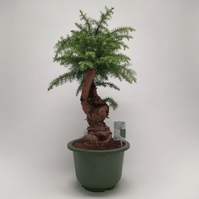 Araucaria cunninghamii bonsai 27x75 cm