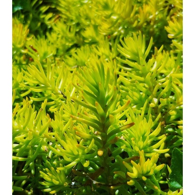 Rozchodník skalní - Sedum reflexum - prodej semen - 70 ks