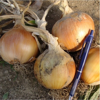 Cibuľa jarná Amfora F1 - Allium cepa - semená - 110 ks