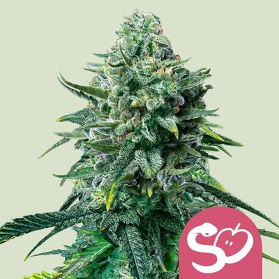 Royal Queen Seeds Forbidden Fruit semena neobsahují THC 3 ks