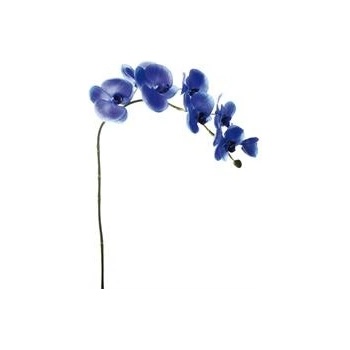 Modrá orchidej SIA - SIA