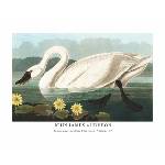  Принт American Swan, Джон Джеймс Одюбон - репродукция (Print1052)