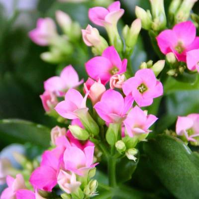 Kalanchoe Grandiva ružové baby