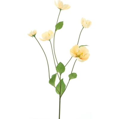 Odule - Melastoma oranžová (peach) V76 cm
