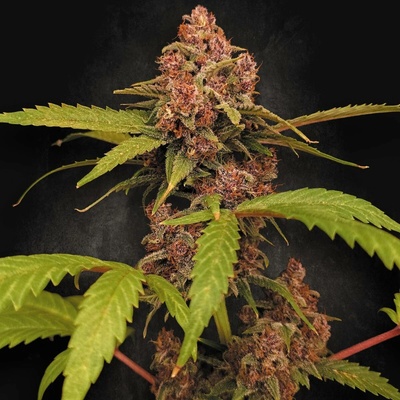 Paradise Seeds Banana Purple Auto semena neobsahují THC 3 ks