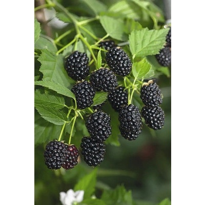 Ostružina beztrnná BIO FloraSelf Bio 'Loch Ness' květináč 2 l