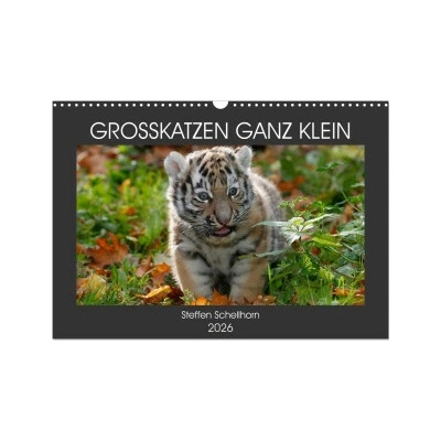 GROSSKATZEN GANZ KLEIN Wand DIN A3 quer, CALVENDO Monats 2026