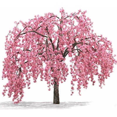 Okrasná jabloň Royal Beauty na kmienku, výška 90-110 cm, kvetináč 2 l