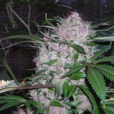 Phoenix Seeds Northern Lights semena neobsahují THC 5 ks