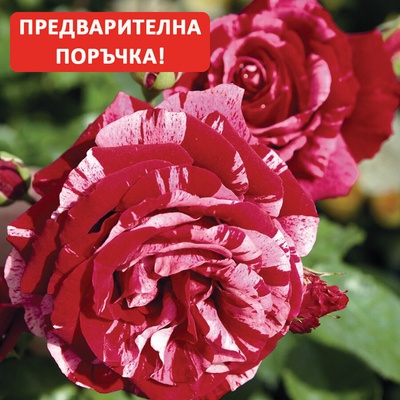 Tantau® Роза Deep Impression® - (Tantau®)