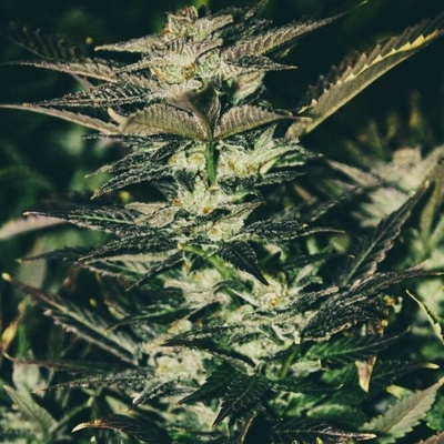 The Cali Connection Jupiter OG Kush semienka neobsahujú THC 6 ks