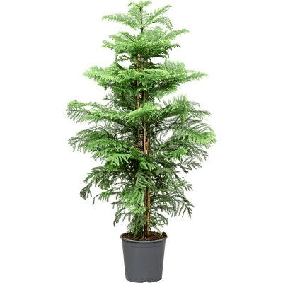 Araucaria heterophylla 30x160 cm