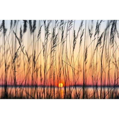 Dimex MS-5-1363 vliesová fototapeta na zeď Rákosie, rozmery 375 x 250 cm