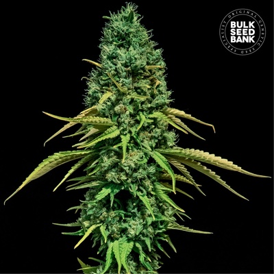 Bulk Seed Bank CBD Critical semienka neobsahujú THC 100 ks
