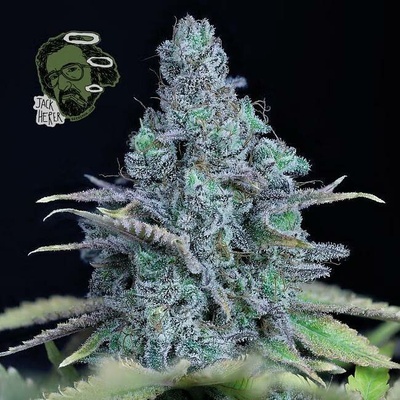 Seedsman Jack Herer semena neobsahují THC 5 ks