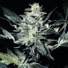 Paradise Seeds Sensi Star semena neobsahují THC 10 ks