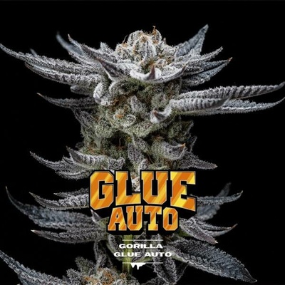 BSF Seeds Gorilla Kingdom Glue Auto semena neobsahují THC 4 ks