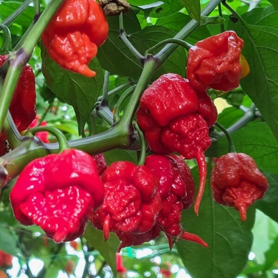 Carolina Reaper semená chilli papričiek 10 ks