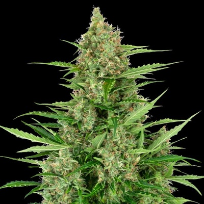 Sensi Seeds Research Double Kush Cake Automatic semienka neobsahujú THC 1 ks